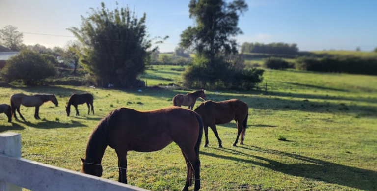 Captura de tela 2023 12 26 114404 768x389