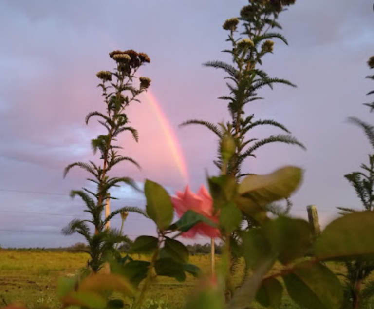 Captura de tela 2023 12 26 115712 768x634